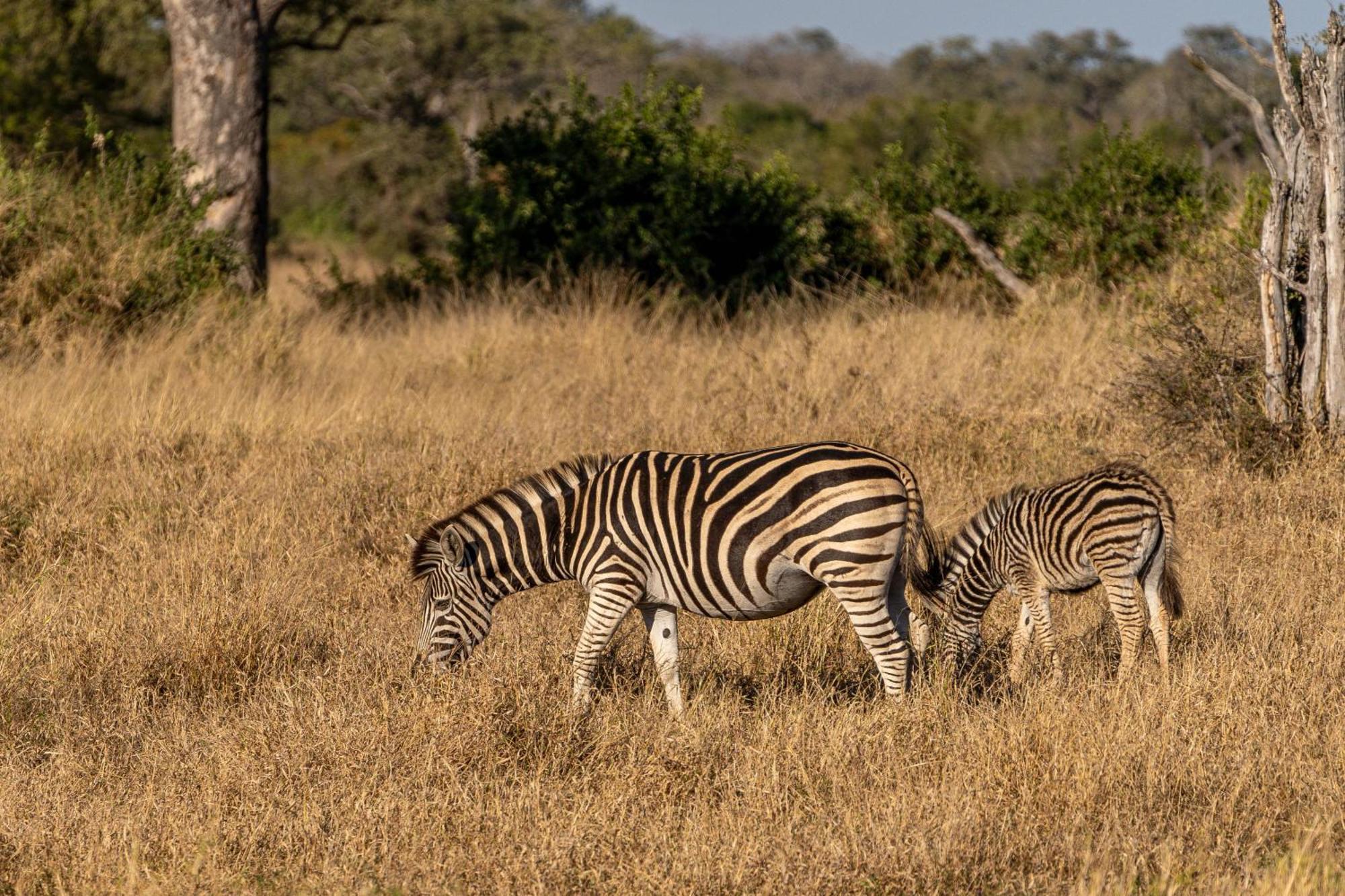 Ndzhaka Tented Camp Wildreservat Manyeleti Exterior foto