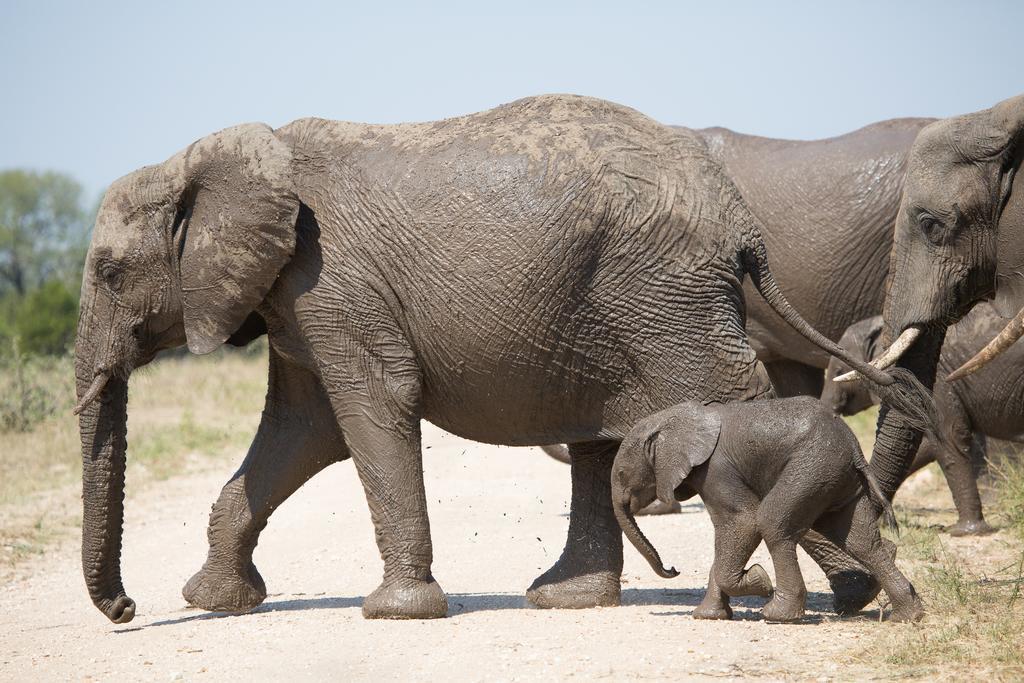Ndzhaka Tented Camp Wildreservat Manyeleti Exterior foto